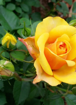 说三道四脱口秀