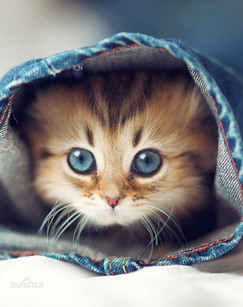 萌宠成长记（精编版）