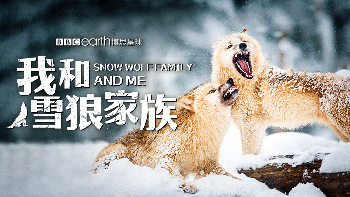 我和雪狼家族