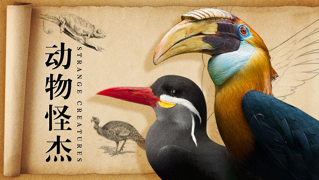 动物怪杰