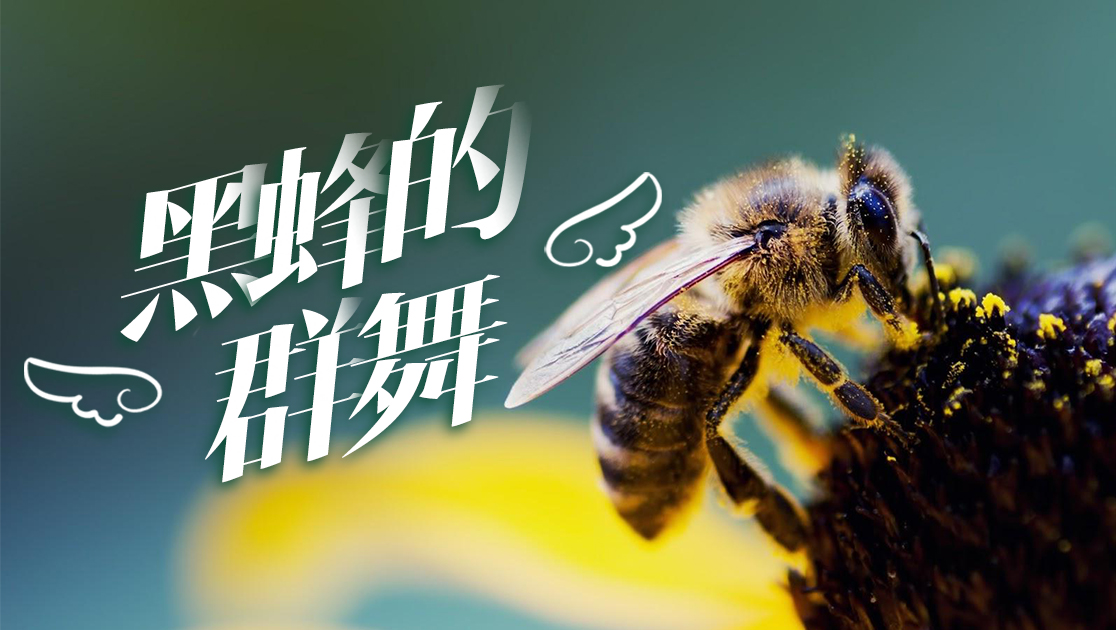 黑蜂的群舞
