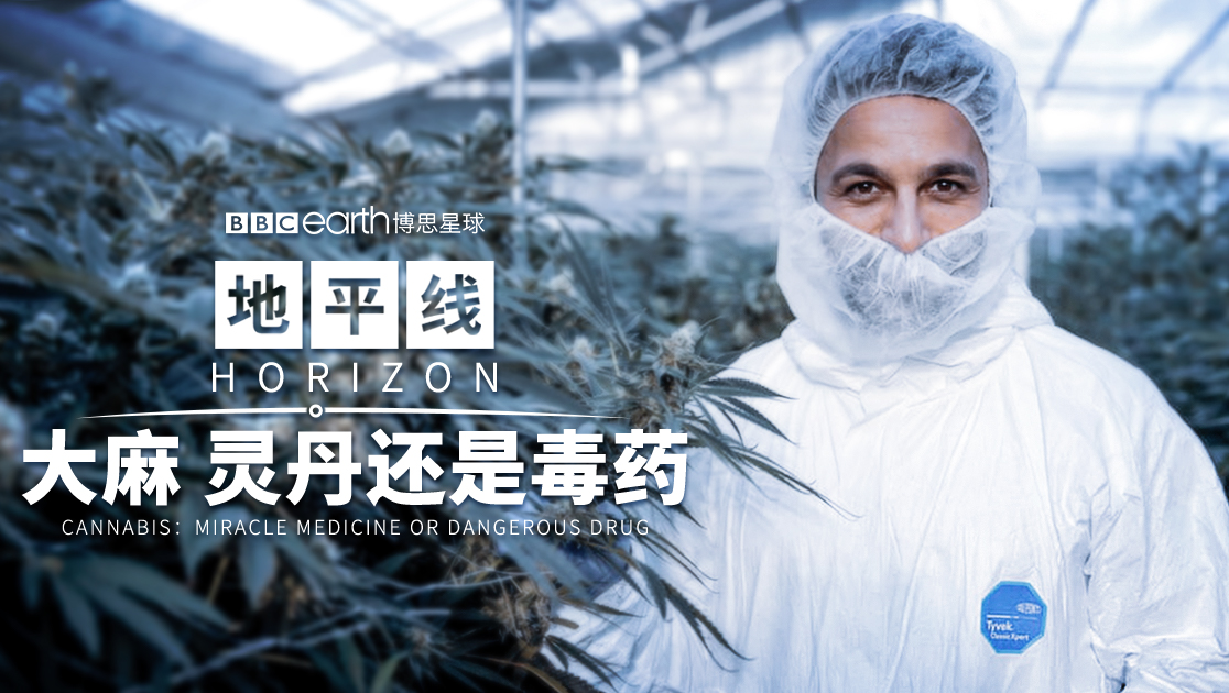 地平线：大麻灵丹还是毒药